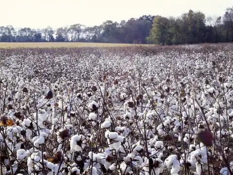 Cotton field ready for harvest in North Carolina