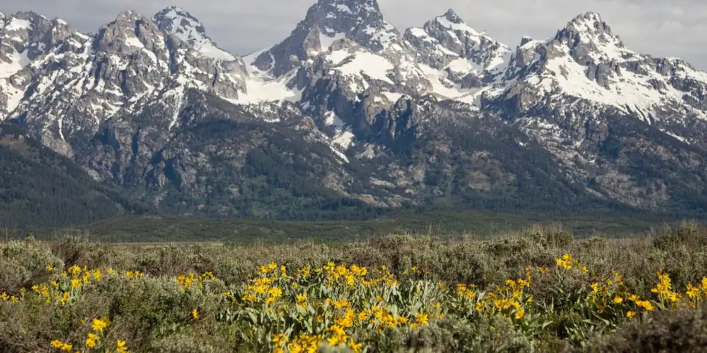 Snow-capped Teton Range above a meadow of yellow wildflowers in Grand Teton National Park, Wyoming