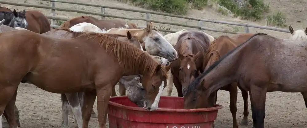 Horses at a water trough at Eaton's Ranch, Wyoming