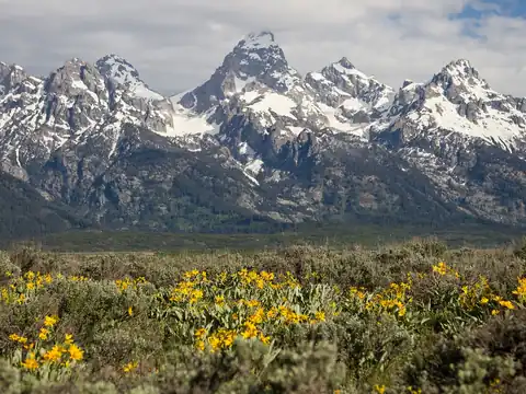 Snow-capped Teton Range above a meadow of yellow wildflowers in Grand Teton National Park, Wyoming