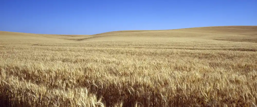 Field of golden wheat in Kansas